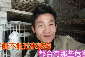 兔子近亲能不能繁殖，近亲繁殖有那些危害，你了解吗视频封面