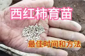 5分钟教会你西红柿育苗，注意好这几个重要步骤，出苗快长势旺