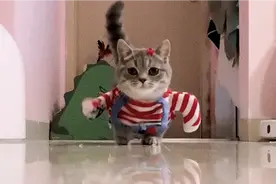 猫咪时装走秀锦集，音乐一响爆笑全场，最后一只太敬业了视频封面