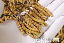 冬虫夏草的作用和功效 食用方法，您知道吗？视频封面