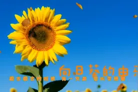 向日葵又名向阳花，花语是忠贞不渝，默默守护，一生朝着太阳盛开视频封面