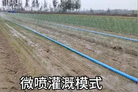 小麦玉米通用，省时省力的微喷灌溉！这是趋势了！视频封面