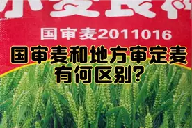 买小麦种，国审品种和地方审定品种有区别，购买时要看清标识！视频封面