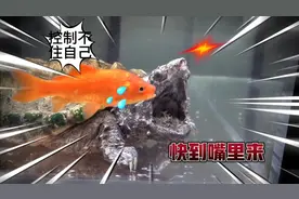 鳄龟的捕食能力有多强，十几条金鱼一口一个，鱼缸水都看不清了视频封面