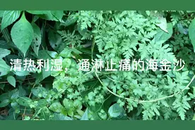 清热利湿，通淋止痛，治疗肾结石，尿路结石和尿路感染的海金沙视频封面