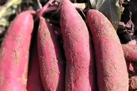 种植红薯做好这几步，亩产15000到20000斤，赶紧过来看看吧视频封面