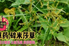 草药碎米莎草，别名三楞草，三棱马尾等，是一种挺好的药用植物。
