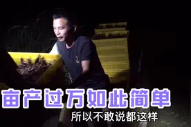 探访潜江熊口龙虾养殖基地，精养亩产收入超10000元，低调的高手视频封面