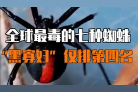 全球最毒的蜘蛛看看都有谁！视频封面