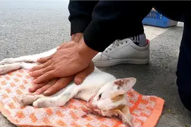 流浪小猫过马路寻找食物，却被人用脚踩死，太可怜了视频封面