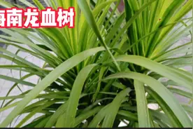 美丽的海南龙血树，你认识吗 ？你知道它，在生活中有哪些作用吗
