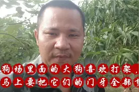 我要把我家成年狗的门牙全部剪掉，以防咬伤人和小狗视频封面