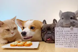 柯基护食对小猫咪龇牙咧嘴，猫：懒得理你！