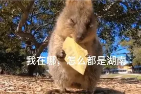 我以为你们真在国外了，天天追着看，原来在本地啊视频封面