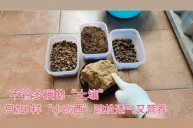 不管多板结的黄土，只加3样“小东西”，立马疏松透气又营养。视频封面