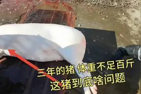 两老人养了3年的猪天生嘴短 认为这是一头怪猪 这猪到底有啥问题视频封面