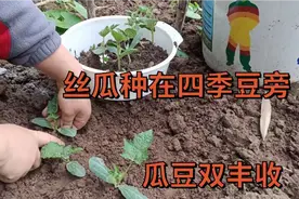 把丝瓜种在四季豆旁，可以瓜豆双丰收，朋友们也试试