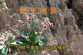 地黄是一种珍贵的中草药，俗称“小人参”，也叫“男人草”。视频封面