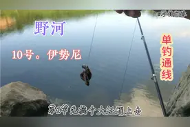 好钓位，挂多大的蚯蚓都能上鱼，10号伊势尼，罗非照样，狂抽。视频封面