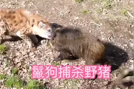 野猪就是猛，单挑三只鬣狗追的满山跑，掏肛王者出手了！视频封面