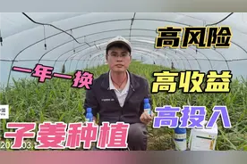 四川老板到北海租地种子姜，租地2000一亩，只种半年，就是壕气视频封面