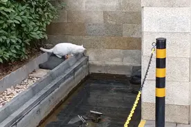 可爱大白猫咪出手敏捷，成功抓到小鱼，吃到新鲜美味视频封面