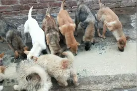 多位朋友说狗喂得过饱过油腻就发病，我给大家一个解决的方法吧！视频封面