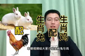 十二生肖速配详解：生肖兔配生肖鸡。快转给身边属兔和属鸡的人。视频封面