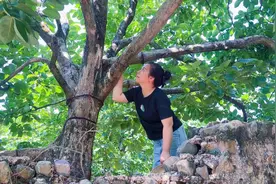 村花媳妇远嫁广西农村，出门干活迟迟不回家，看看老公怎么对她的视频封面