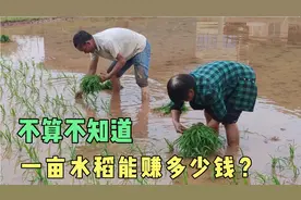 种一亩稻谷能卖多少钱？今天仔细算了一下视频封面