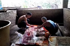 今天杀猪分给村里帮助过我的兄弟，感谢帮助我的每一位亲朋好友！视频封面
