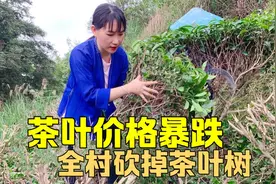 市场茶叶价格暴跌，茶青3块一斤，村长叫全村把茶树砍掉出去打工