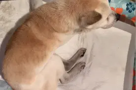 你已经很棒了爱你😘，以后只上传你年轻的视频了视频封面
