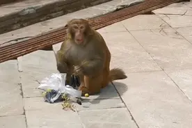 听一段音乐《好好生活》看猴子🐒抢游客的食物吃，吃得心安理得！视频封面