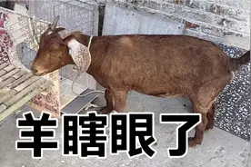 母羊突然失明了，主人给打针后情况更糟糕，还能起来吗？视频封面