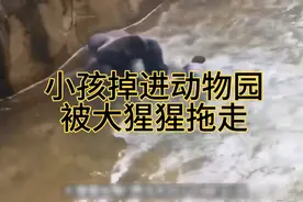 小男孩掉进动物园，被大猩猩拖走，结局令人心痛视频封面