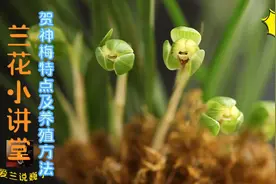兰花小讲堂《春兰贺神梅特点及养殖方法》适合新手养殖的春兰品种视频封面