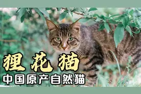 三分钟带你了解狸花猫：中国原产自然猫