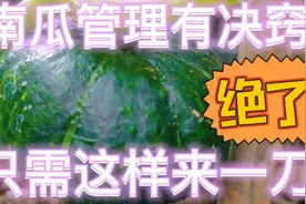 南瓜主蔓长到1.5-2米掐尖，在30-40cm处割一刀，后期一棵顶5棵。