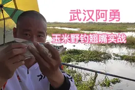 玉米野钓翘嘴，学会这些细节，爆护很轻松。阿勇手把手带你上手视频封面