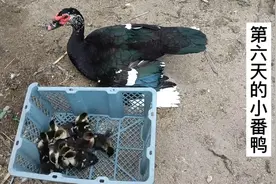 去市场上买了十只小番鸭，八块钱一只，养殖90天可以长到10斤