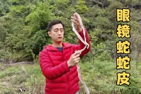 新牛场放牧区居然有大眼镜蛇出没，蜕出来的的蛇皮看的人瘆得慌视频封面