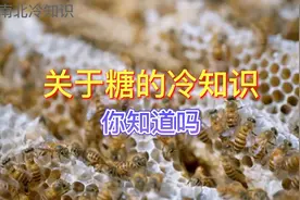 人类为什么爱吃糖，糖在人体内的转化，吃糖多的危害视频封面