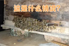 晚上大量蜂集聚巢门口，这是什么情况？视频封面