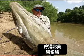 北美鳄雀鳝能有多大！老哥费了九牛二虎之力才能弄到手！视频封面