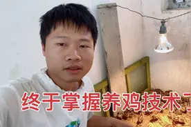 创业养七彩山鸡，用了网友的方法真不错，今天一个鸡都没死视频封面