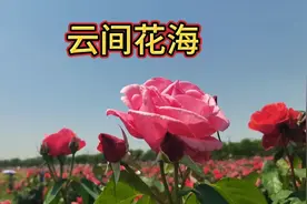 600亩月季花开正艳，西咸新区空港新城赏花之旅太震撼视频封面