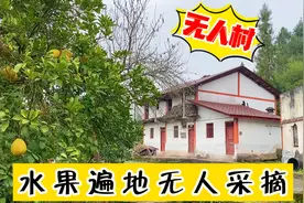 四川荒废的无人村，遍地水果无人采摘，楼房一万块都没人要！视频封面