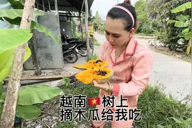 越南野外水果真多！也不要钱，随便摘视频封面