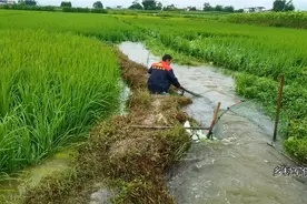 发洪水季节，农村人用这种方法抓鱼，网放在水里等鱼自投罗网视频封面